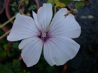 Lavatera trimestris 'Pink Beauty', flower