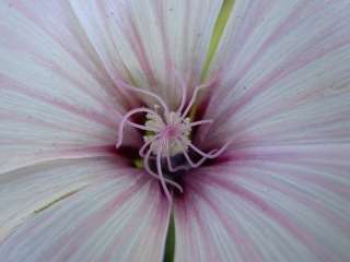 Lavatera trimestris 'Pink Beauty', style branches