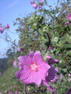 Lavatera 'Rosea', inflorescence