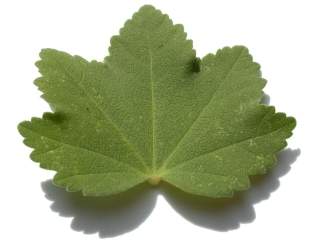 Lavatera maritima, leaf (upper side)