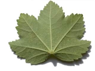 Lavatera maritima, leaf (under side)