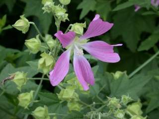 Lavatera thuringiaca, flower