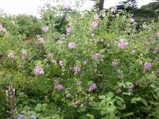 Lavatera x clementii, in flower