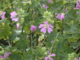 Lavatera x clementii, flowers