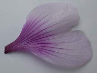 Lavatera maritima, petal (upper side)