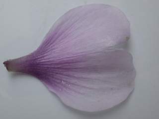 Lavatera maritima, petal (under side)