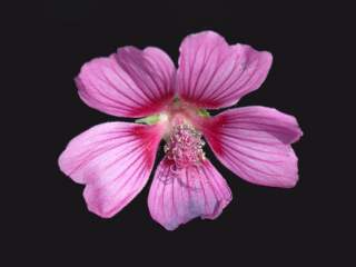 Lavatera olbia 'Eyecatcher', flower