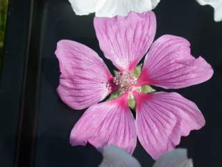 Lavatera x clementii 'Arachne', flower