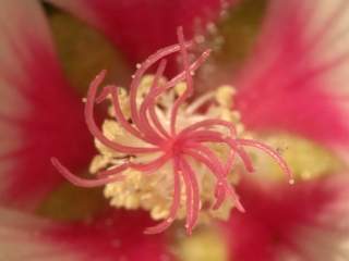 Lavatera 'Lisanne', style arms