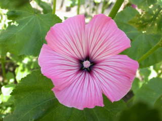 Lavatera trimestris 'Salmon Beauty', flower