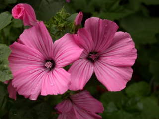 Lavatera trimestris 'Novella', pair of flower