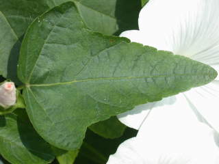 Lavatera trimestris 'White Cherub', intermediate leaf