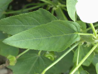 Lavatera trimestris 'White Cherub', upper leaf