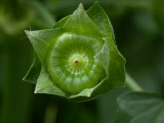 Lavatera trimestris 'White Cherub', immature fruit