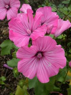 Lavatera trimestris 'Silver Cup', flowers