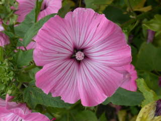 Lavatera trimestris 'Silver Cup', flower