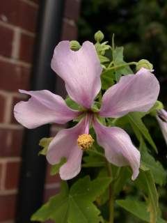 Lavatera acerifolia, flower