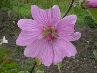 Lavatera 'Rosea', flower