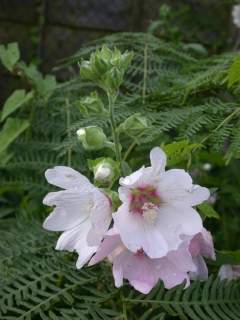 Lavatera 'Barnsley', flowers