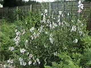 Lavatera 'Barnsley', in flower
