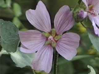 Lavatera 'Rosea', flower