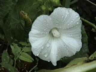 Lavatera trimestris 'Mont Blanc', flower