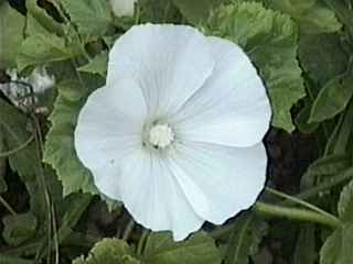 Lavatera trimestris 'Mont Blanc', flower