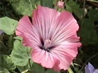 Lavatera trimestris 'Rose Beauty', flower