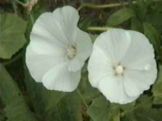 Lavatera trimestris 'Mont Blanc', flowers