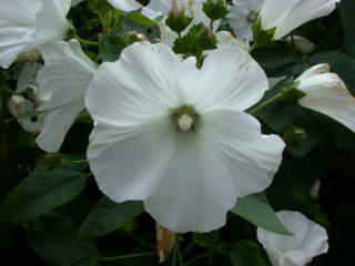 Lavatera trimestris 'White Cherub', flower