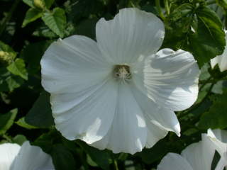 Lavatera trimestris 'White Cherub', flower