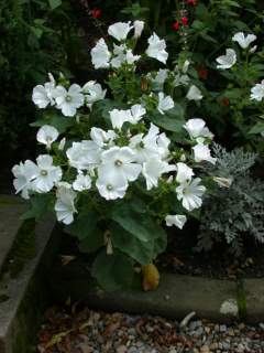flowers of Lavatera trimestris 'White Cherub', © 1999 Stewart R. Hinsley 
