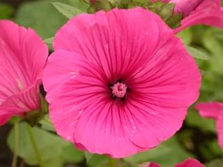 Lavatera trimestris 'Ruby Regis', flower