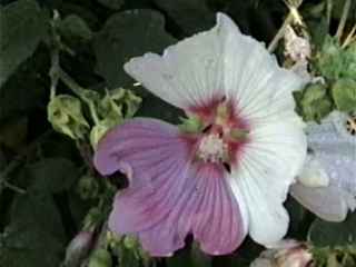Lavatera 'Barnsley', partially reverted flower