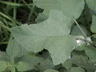 Lavatera 'Rosea', floral leaf