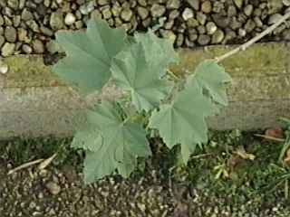 Lavatera maritima, foliage