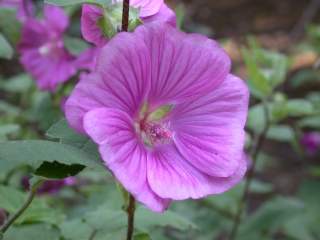 Lavatera 'Bredon Springs', flower