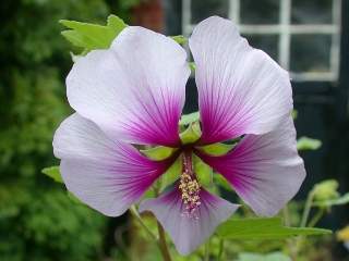 Lavatera maritima, flower