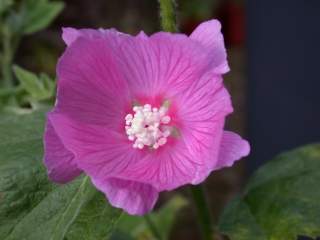 Lavatera 'Candy Floss', flower