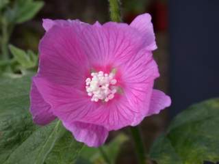 Lavatera flower