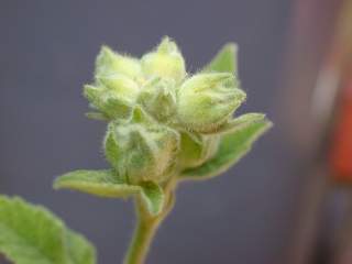 Lavatera 'Candy Floss', flower buds