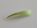 stipule (upper side)
