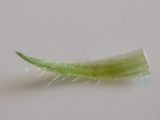 stipule (under side)