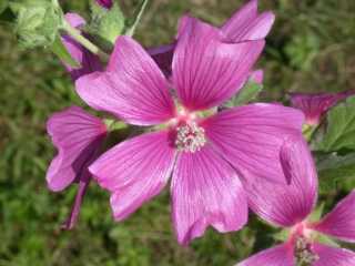 Lavatera 'Burgundy Wine', flower