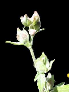 Lavatera 'Burgundy Wine', flower buds