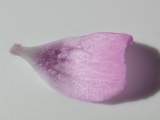 petal, under (outer) side