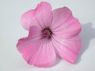 Lavatera trimestris 'Loveliness', flower