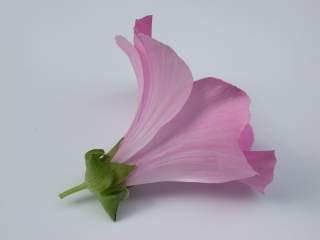 Lavatera trimestris 'Loveliness', flower (side view)