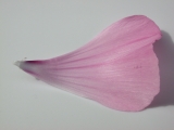 Lavatera trimestris 'Loveliness', petal, underside