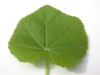Lavatera trimestris 'Loveliness', leaf (upper side)